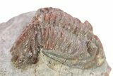 Red Hollardops Trilobite - Zerig, Morocco #283914-2